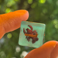 Crit Critters: Shell Yeah – Kreeft Dobbelstenenset